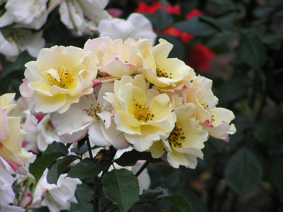 Roses light yellow garden