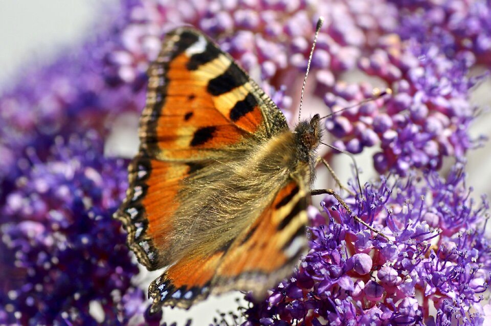 Color forage insect
