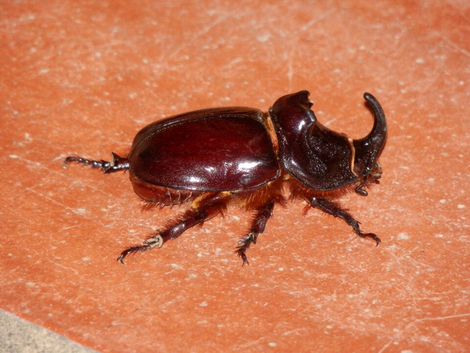 Beetle brown horn