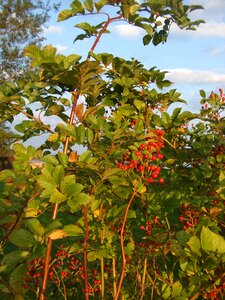 Rose hip bush autumn photo