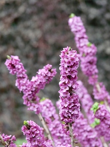 Kellerhals daphne plant