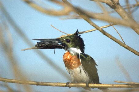 Llanos bird animal photo