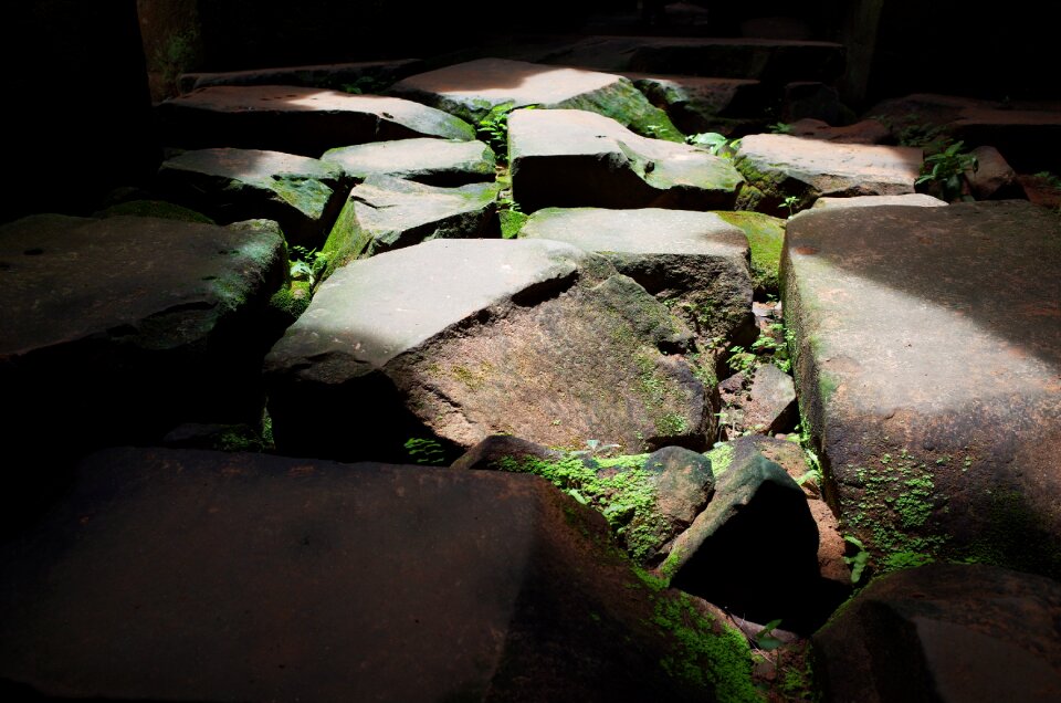 Moss old mystical