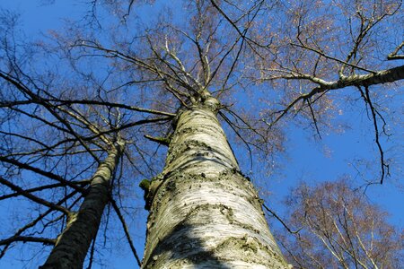 Autumn landscape branches