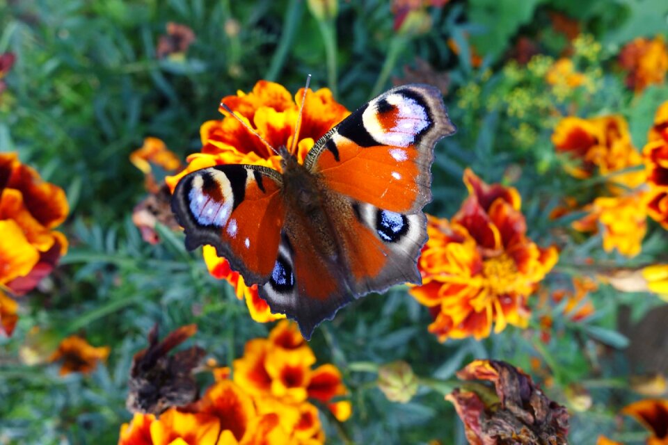 Summer flowers orange