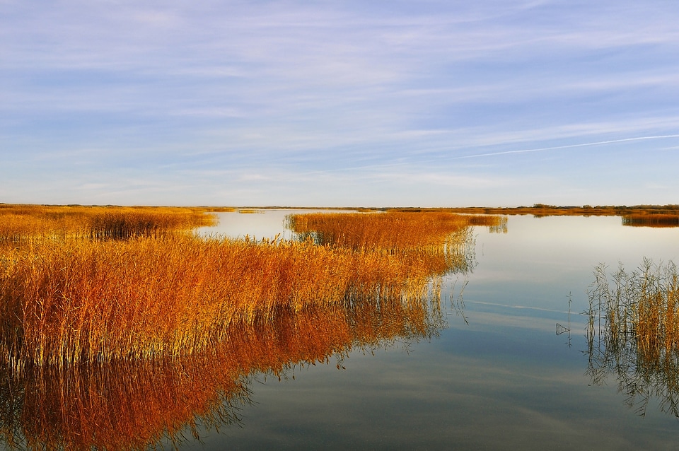 Landscape autumn reeds