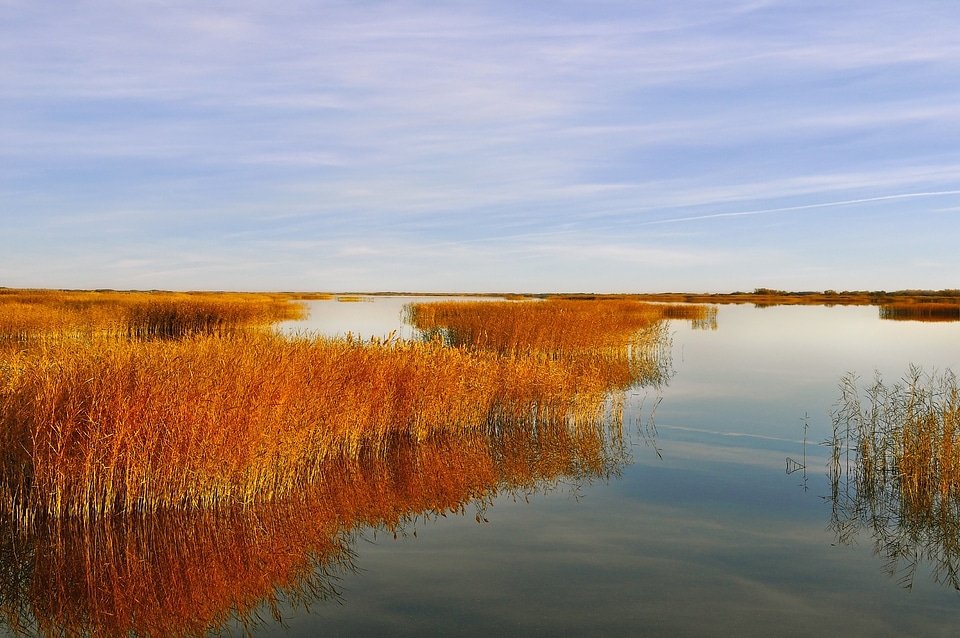 Landscape autumn reeds photo