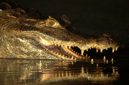 Orinoco crocodile animal reptile photo