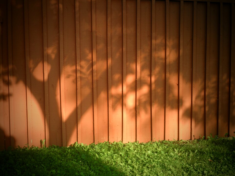 Grass sun morning