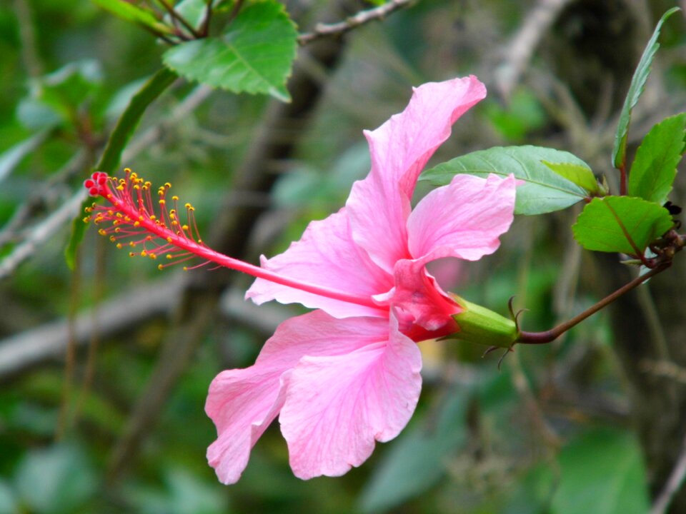 Dipilto flower one