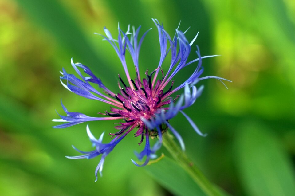 Garden nature blue