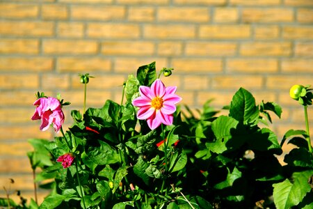 Bloom rest plant