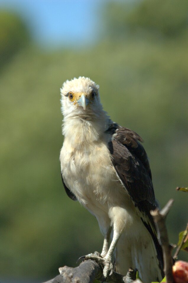 Venezuela raptor animal