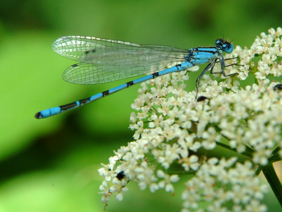 Close up flight insect wing
