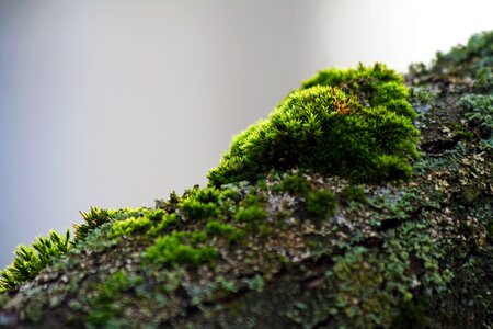 Green bark autumn