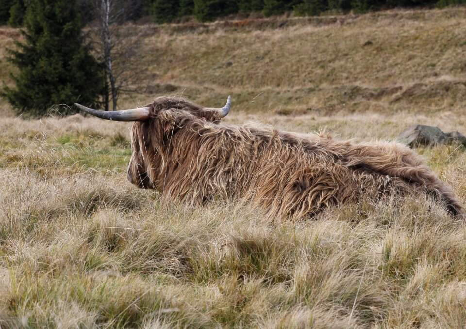 Beef mountain kvilda šumava