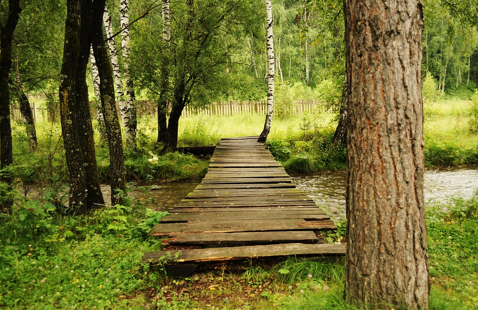 Landscape forest greens