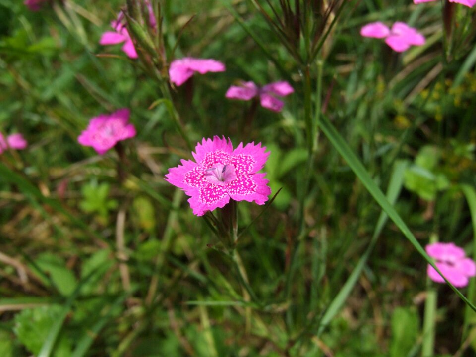 Plant dianthus dianthus deltoides