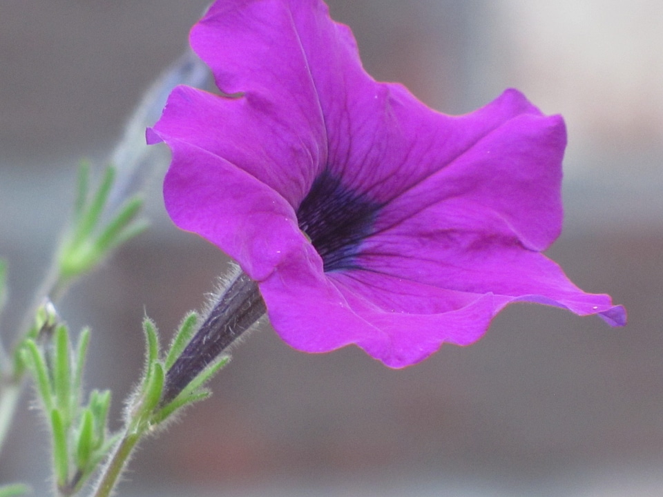 Blossom bloom petal
