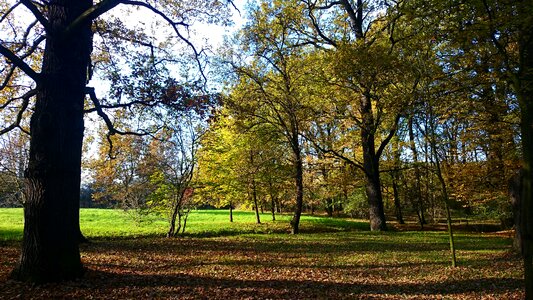Tree hiking autumn