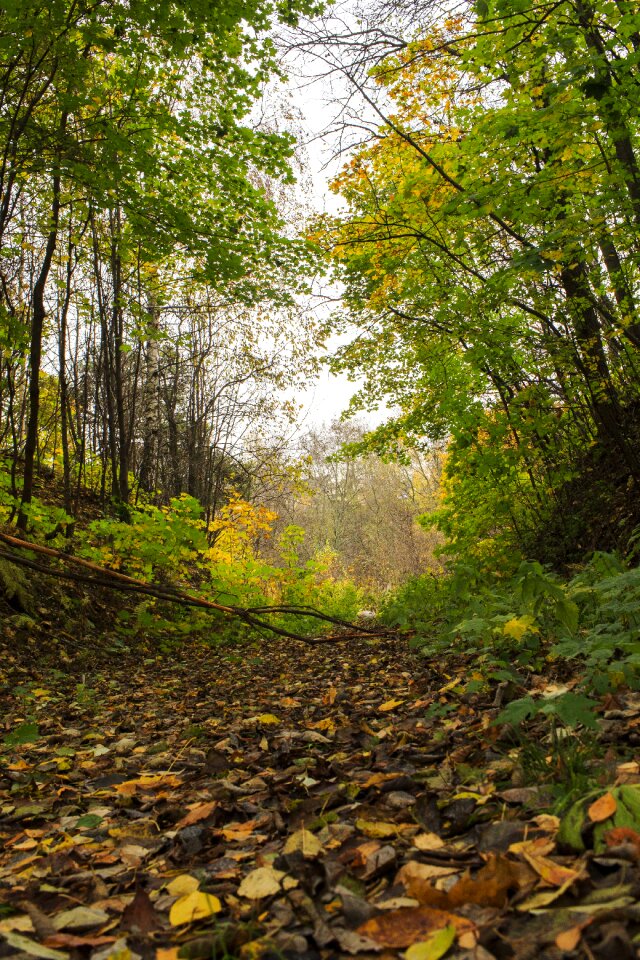 Nature yellow orange