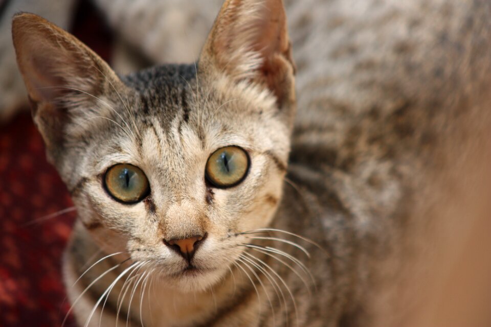 Kitten eyes looking