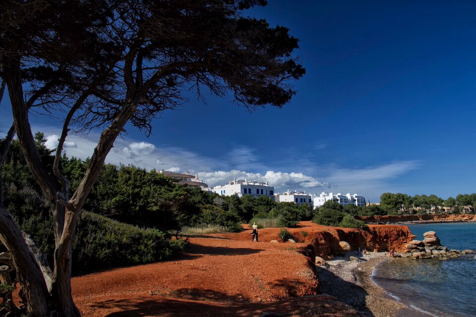 Spain ecology tree