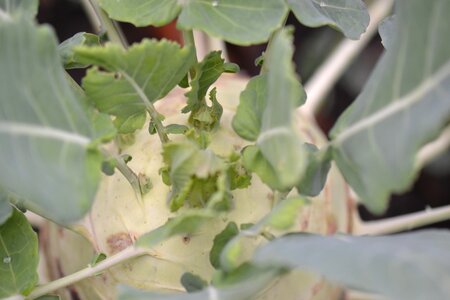Green plant