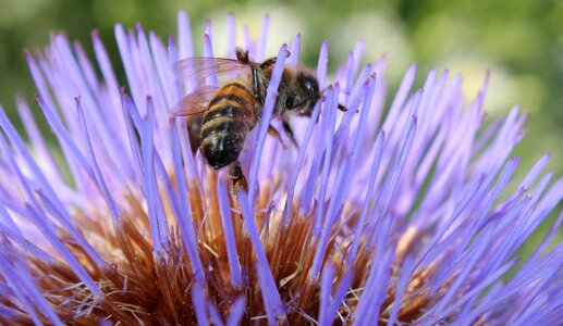 Bloom purple bee photo