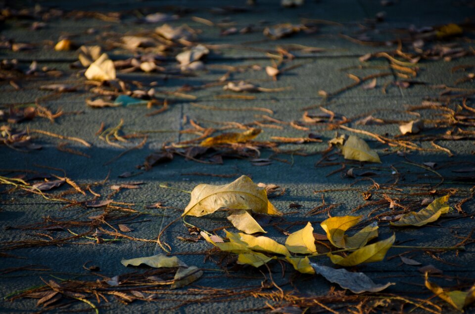 The leaves ground sunshine
