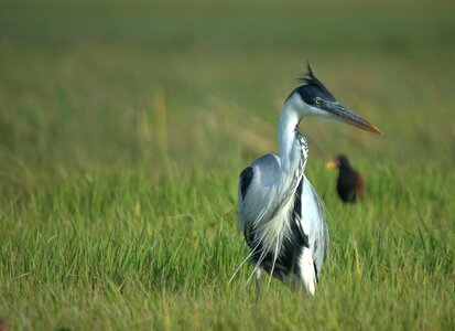 Llanos animal heron