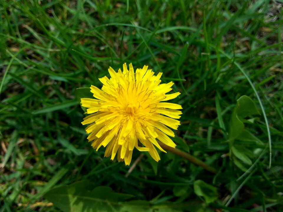 Weeds nature spring