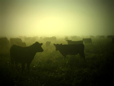 Country pasture agriculture