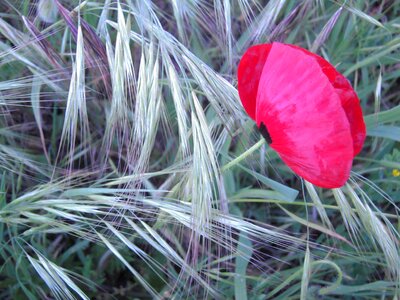 Red herb green photo