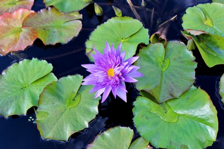 Water nature green