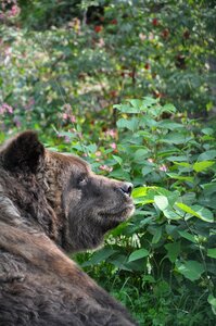 Forest fur grizzly