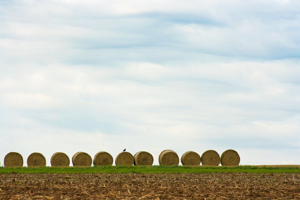 Harvest summer landscape