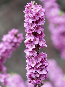 Kellerhals daphne plant