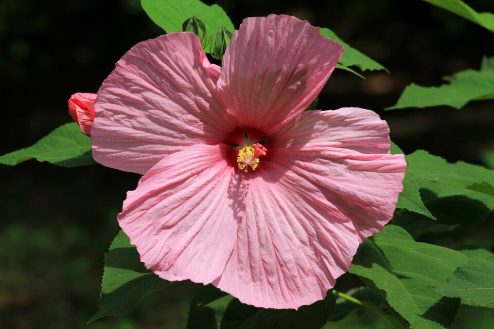 Pink swamp hibiscus flower