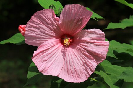 Pink swamp hibiscus flower photo