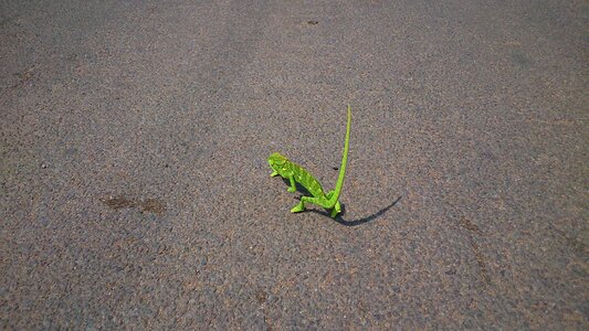 Green lone walking