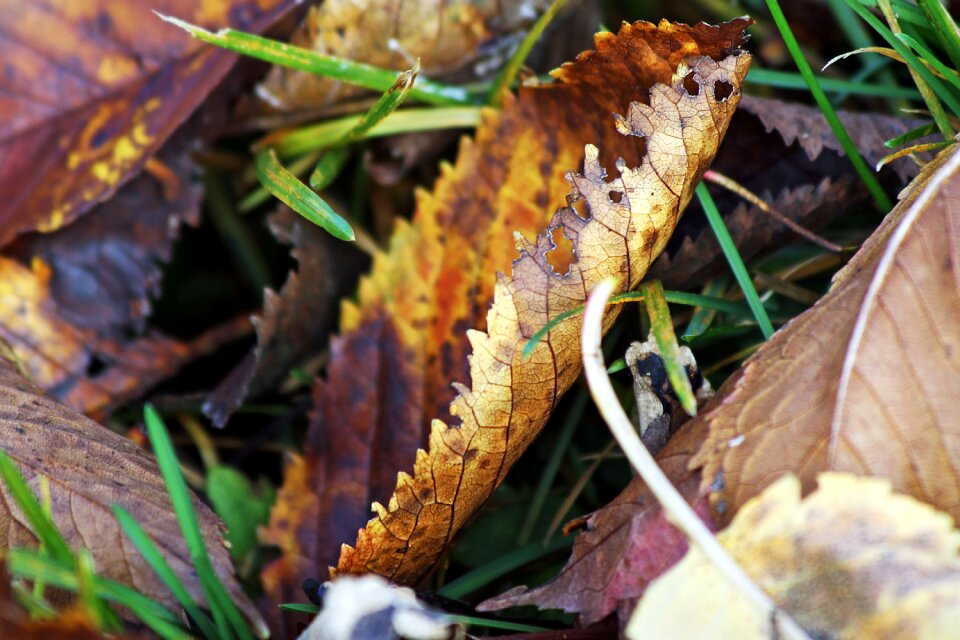 Ground fallen colored
