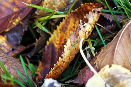 Ground fallen colored