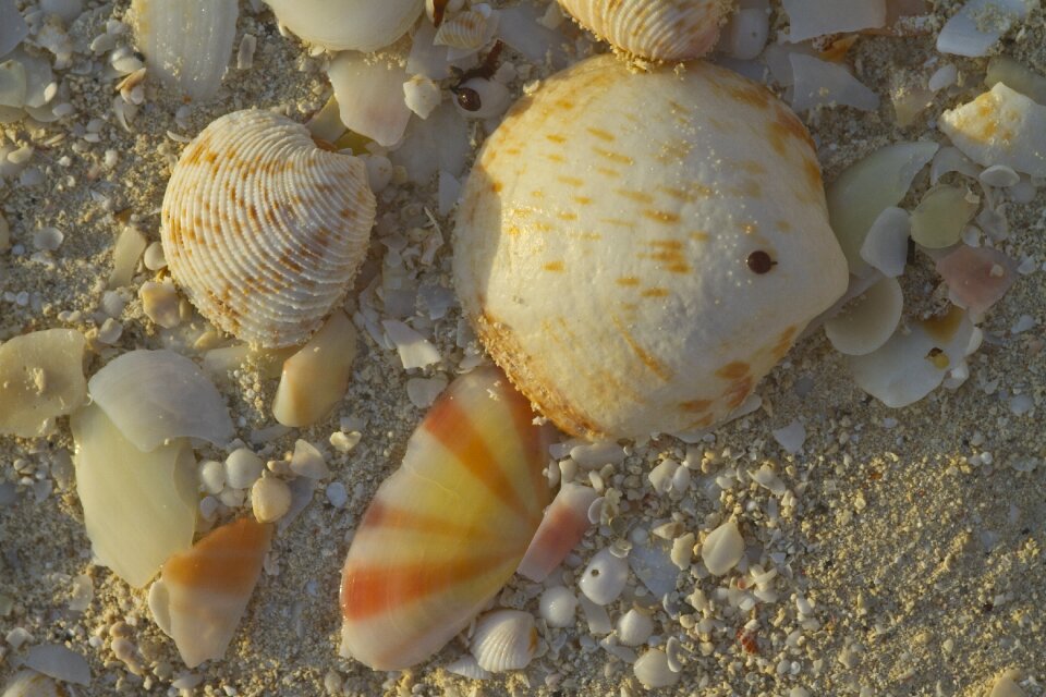 Ocean sand south seas