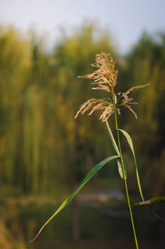 Wheat wuxi autumn