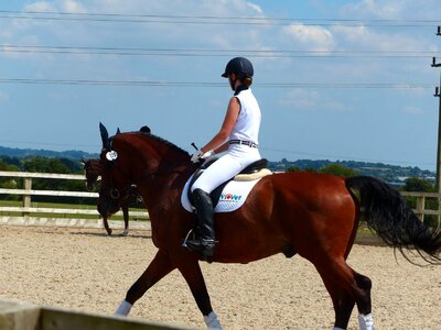 Horseriding competition dressage
