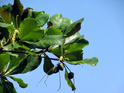 Green nature tree