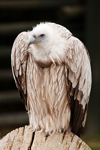 Feather feathers scavenger
