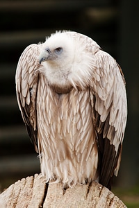 Feather feathers scavenger photo