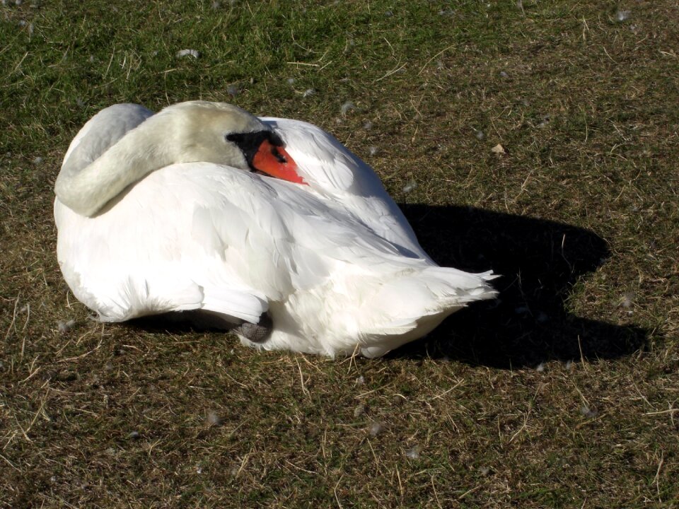 Animals nature birds